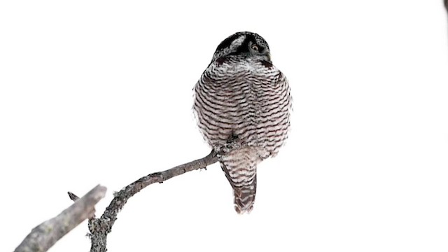 Northern Hawk Owl - ML613847055