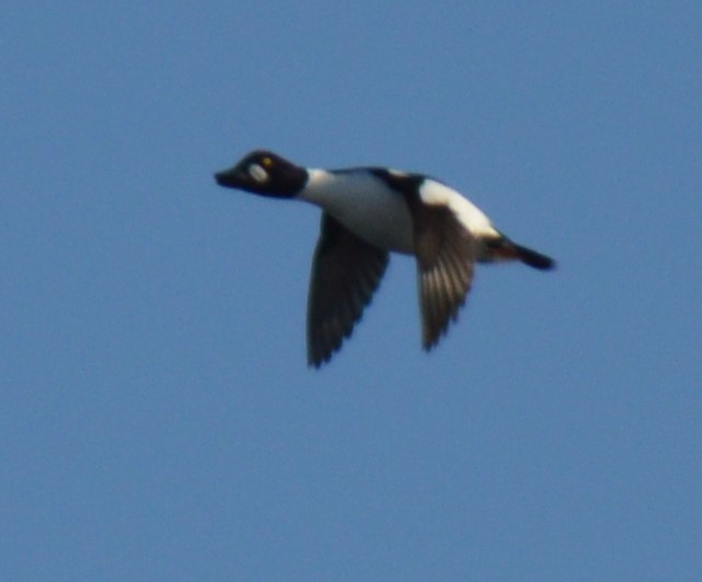 Common Goldeneye - ML613847115