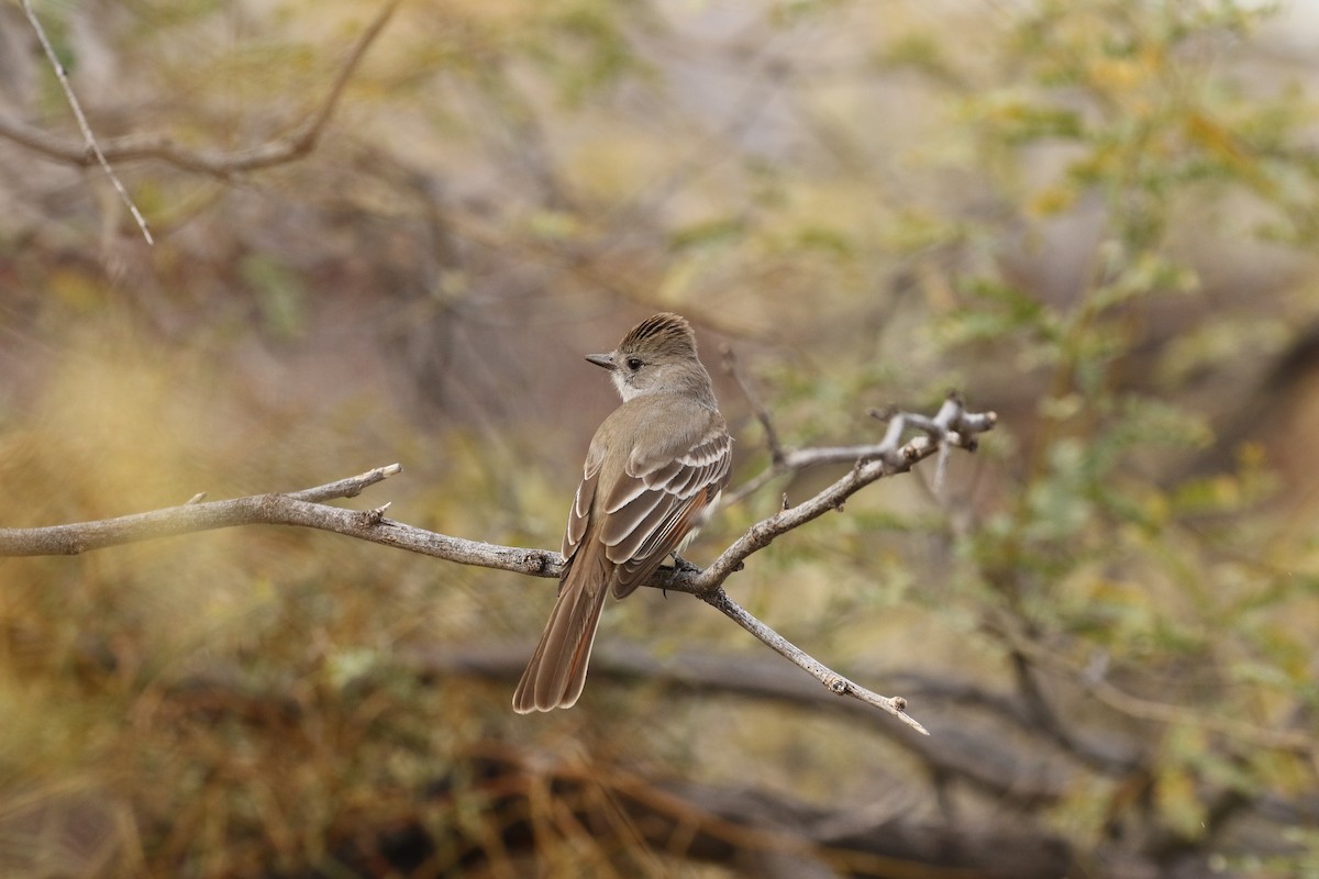 Ash-throated Flycatcher - jake schas