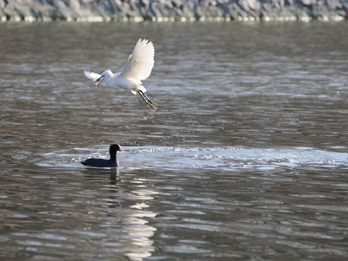 Little Egret - ML613847230