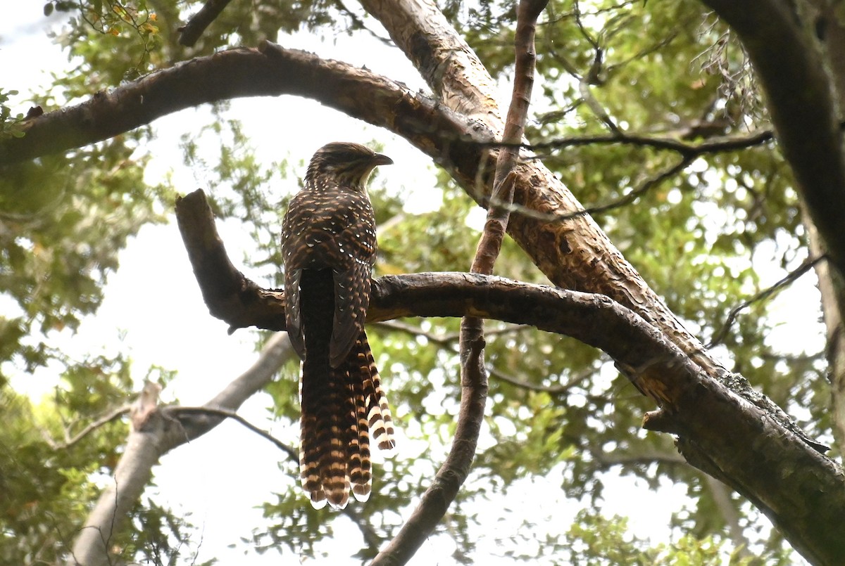 Long-tailed Koel - ML613847346