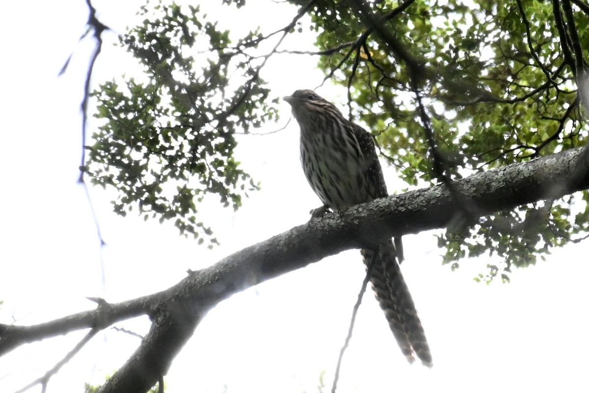 Long-tailed Koel - ML613847351