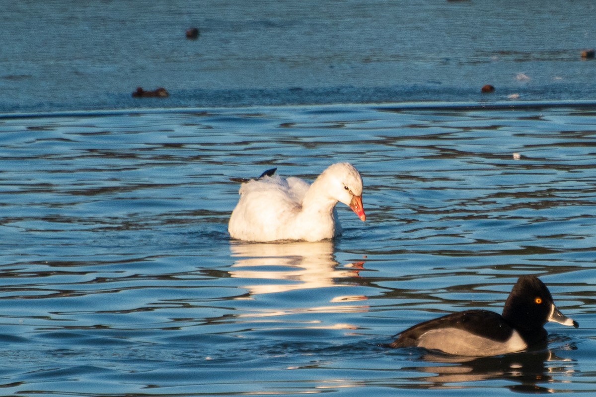 Ross's Goose - ML613847474