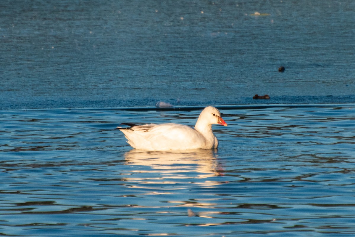 Ross's Goose - ML613847475