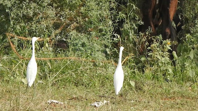 Eastern Cattle Egret - ML613847490