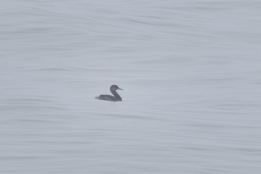 Red-necked Grebe - ML613847499