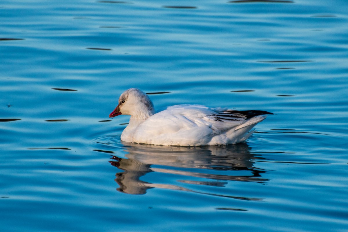 Ross's Goose - ML613847516