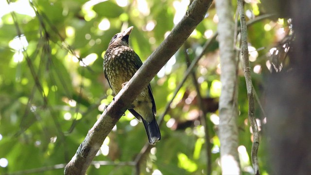 Spotted Catbird - ML613847523