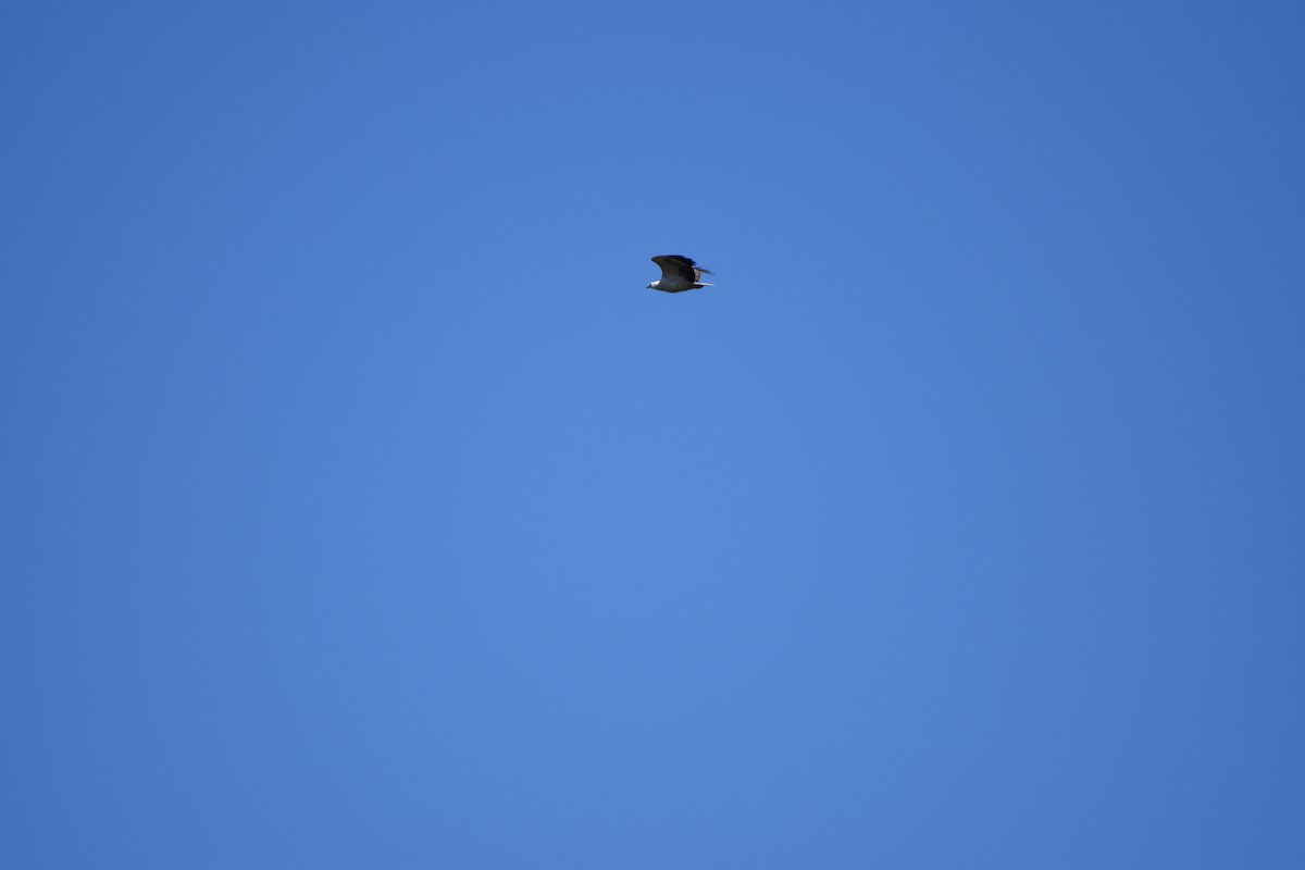 Белобрюхий орлан - ML613847525