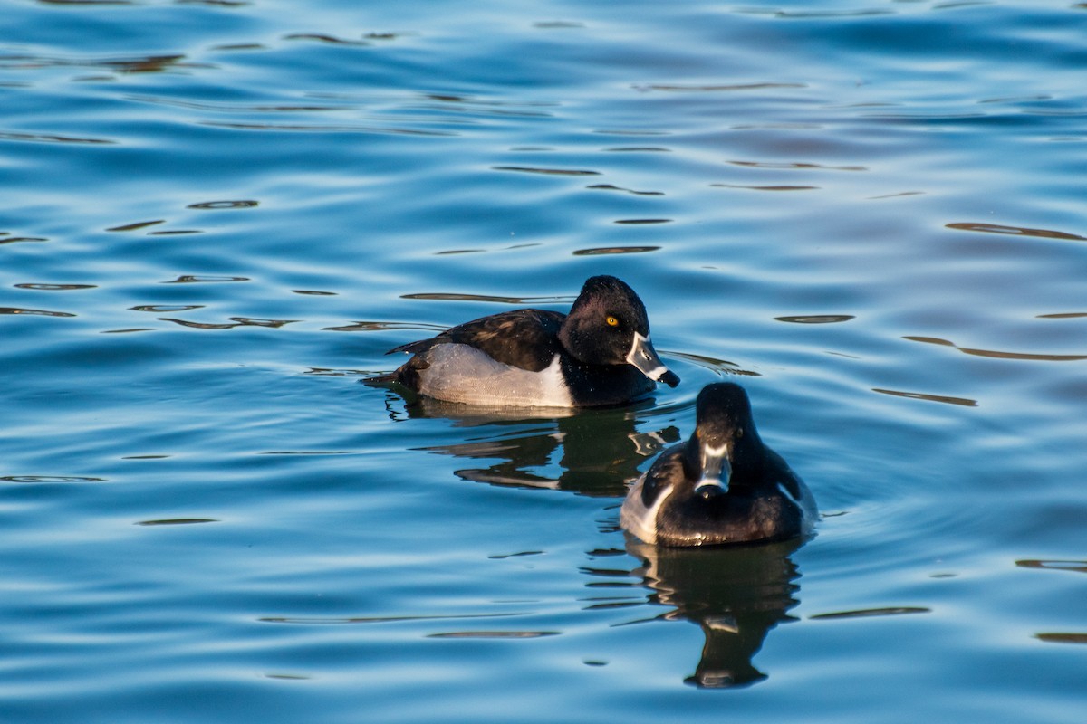 Ring-necked Duck - ML613847541