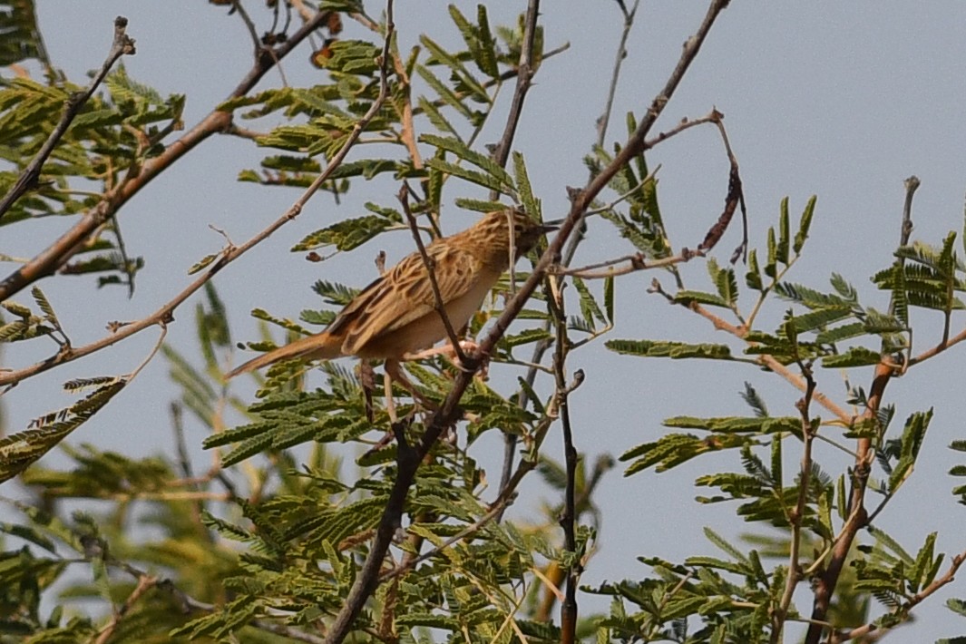 Zitting Cisticola - David M. Bell