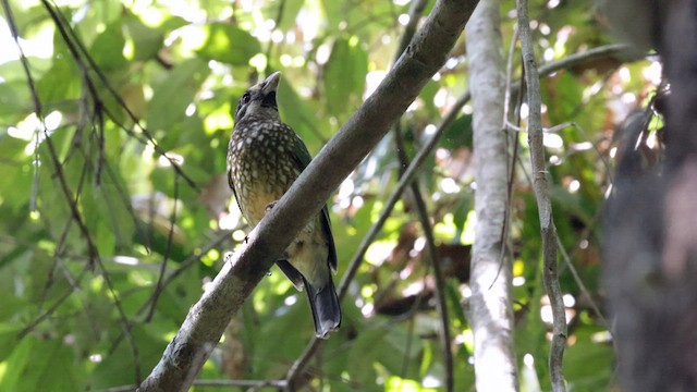 Spotted Catbird - ML613847578