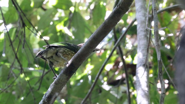 Spotted Catbird - ML613847613