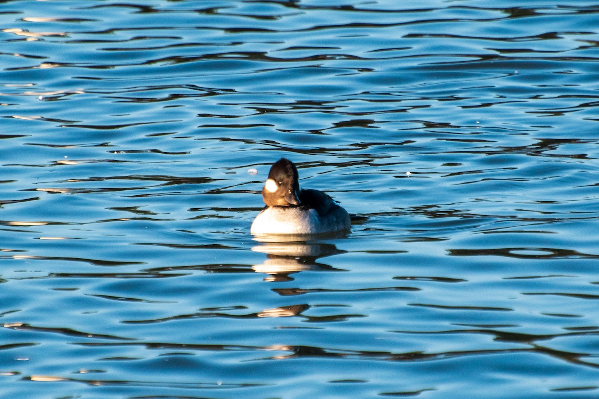 Bufflehead - ML613847639