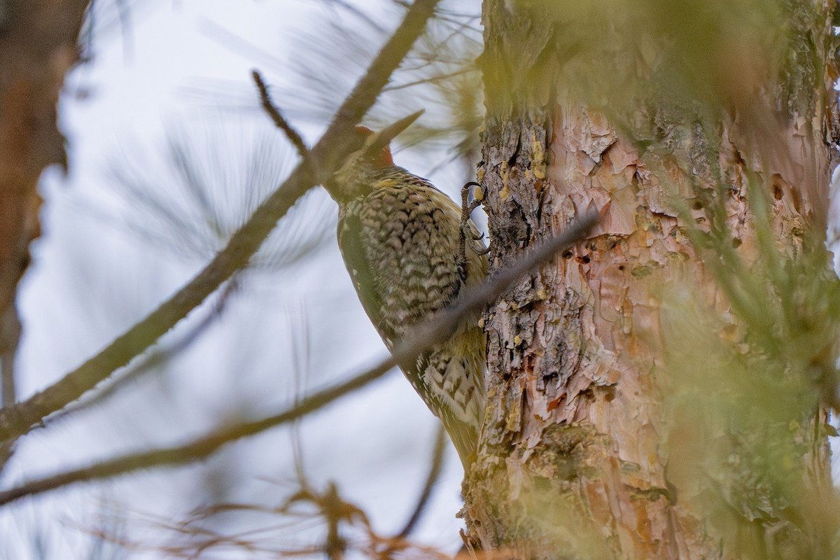 Red-naped Sapsucker - ML613847642