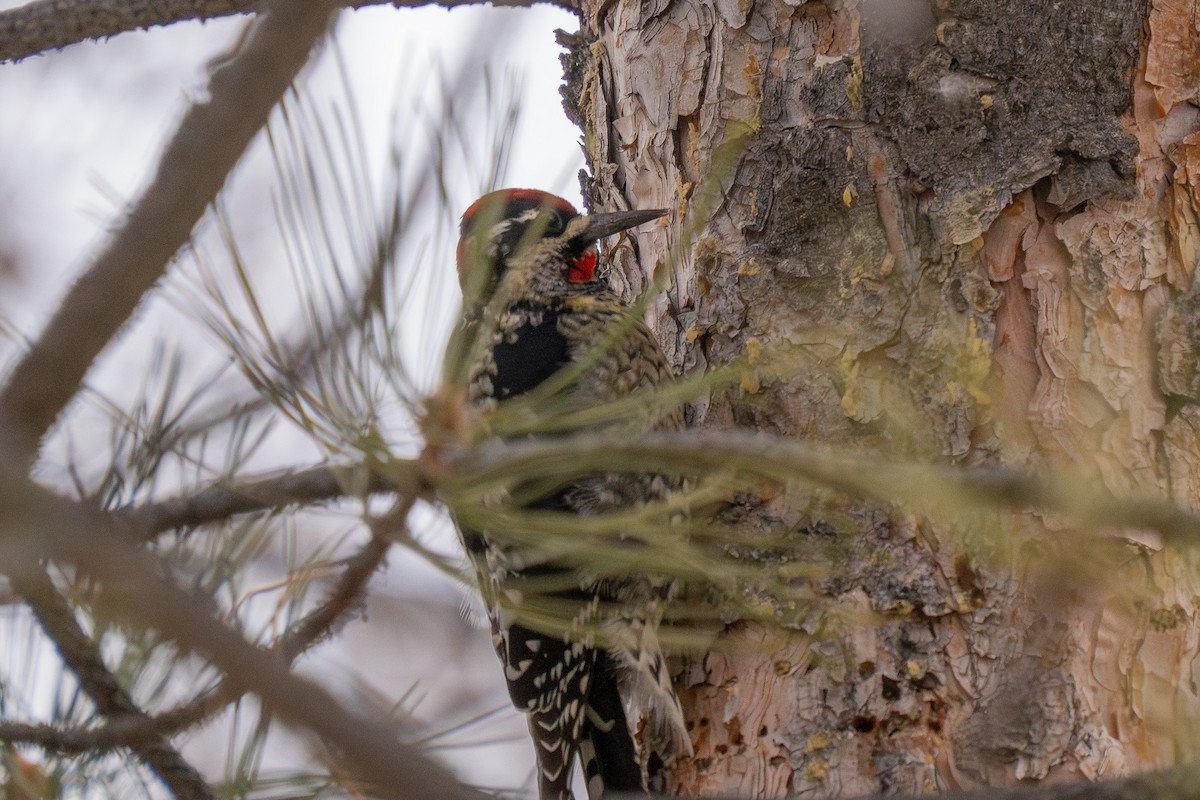 Red-naped Sapsucker - ML613847643