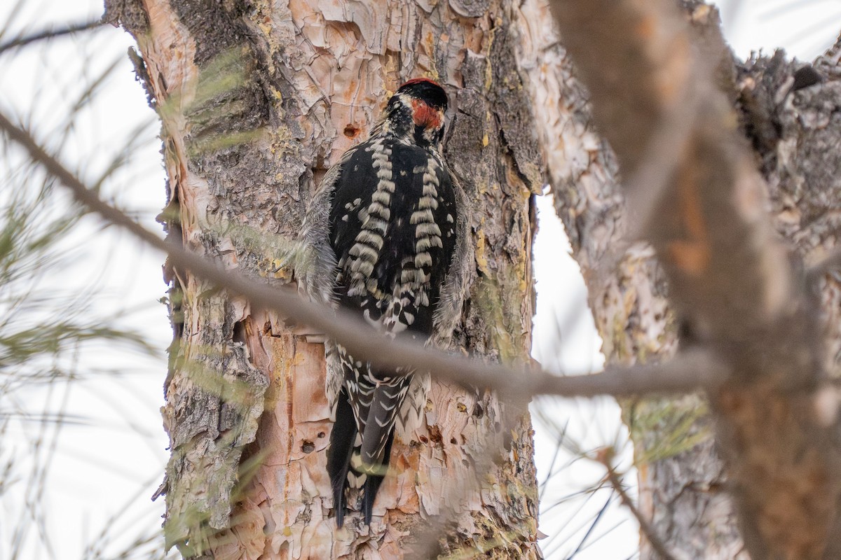 Red-naped Sapsucker - ML613847644