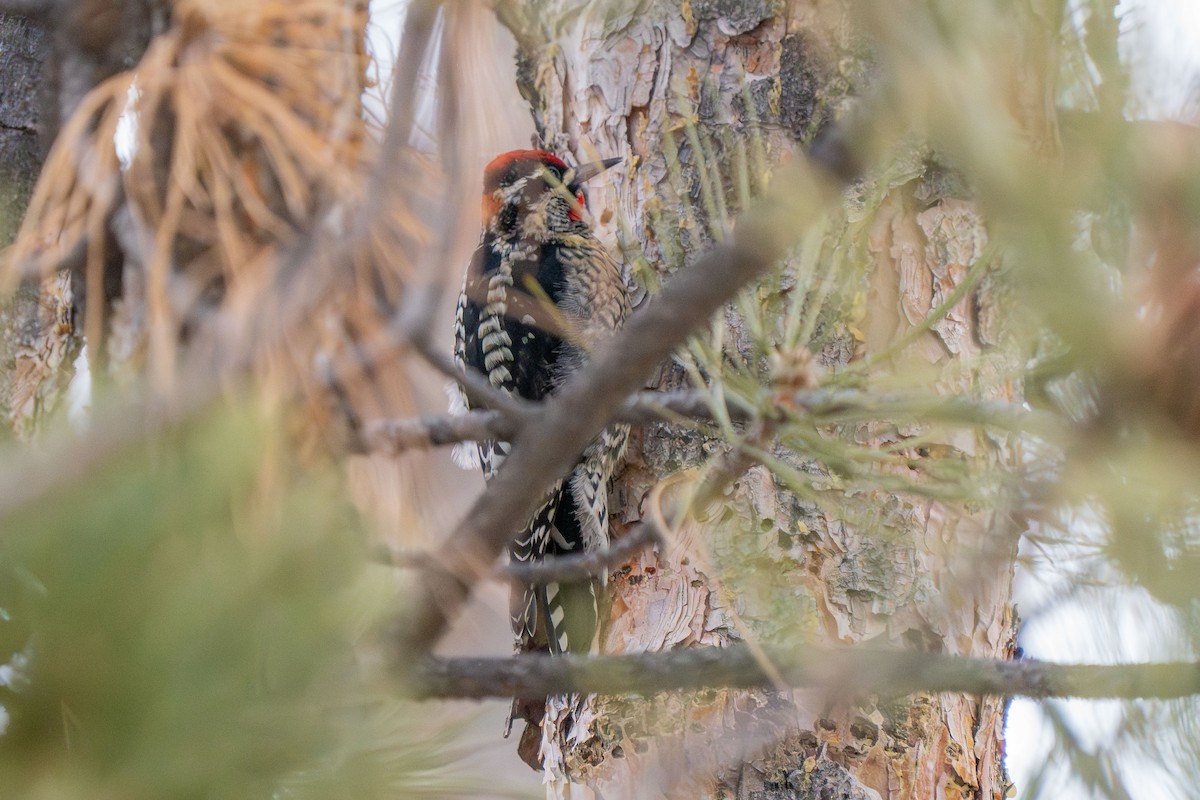 Red-naped Sapsucker - ML613847645