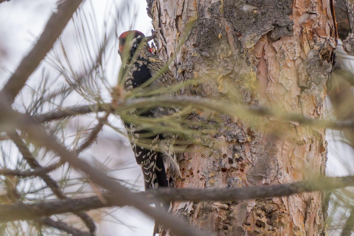 Red-naped Sapsucker - ML613847646