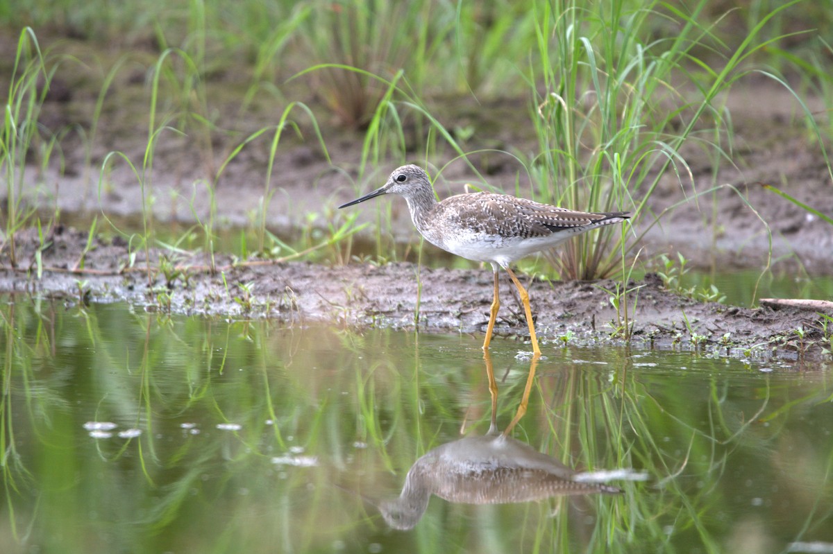 Greater Yellowlegs - Mariel Sanchez