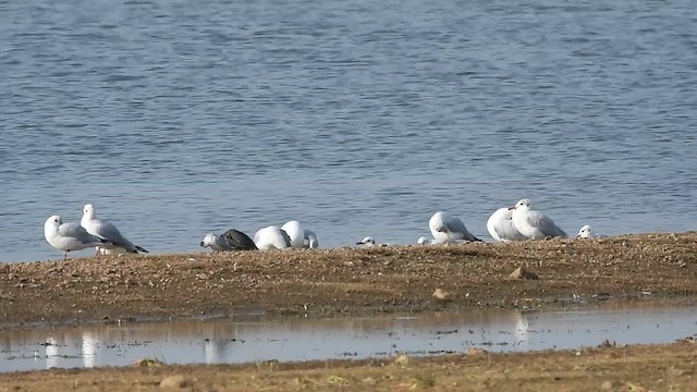 Brown-headed Gull - ML613847748