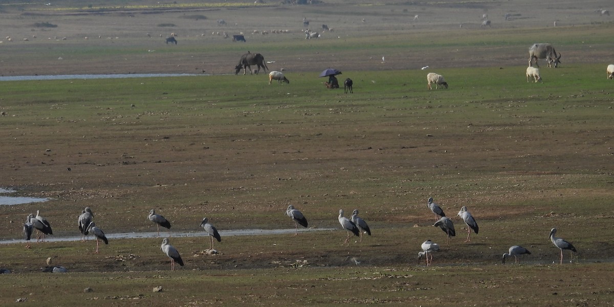 Asian Openbill - ML613847770