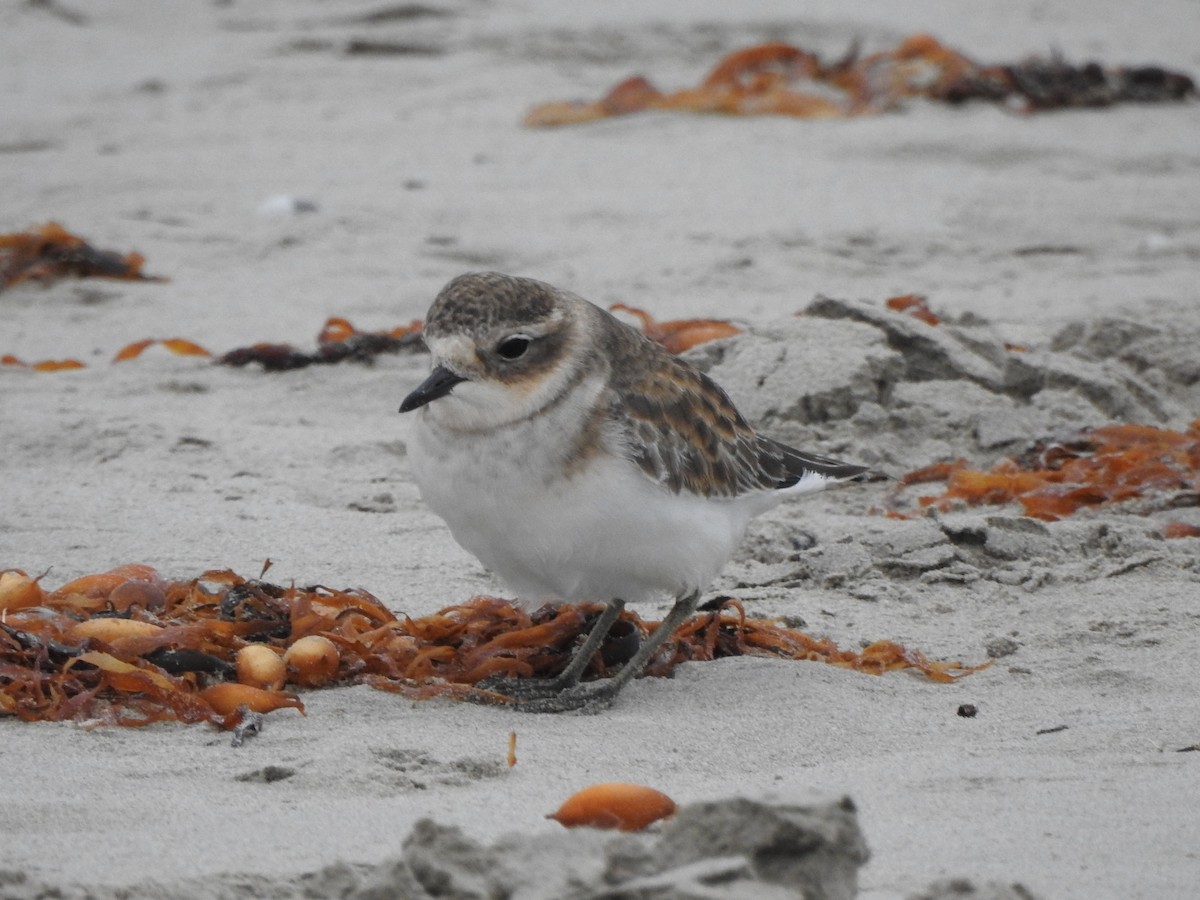 Double-banded Plover - Kerry Vickers