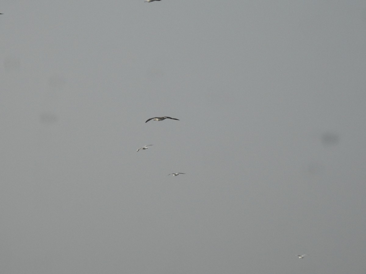 Masked Booby - ML613847804