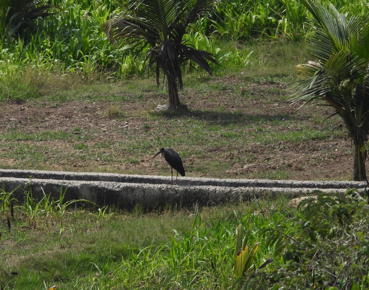 Asian Woolly-necked Stork - Shivaprakash Adavanne