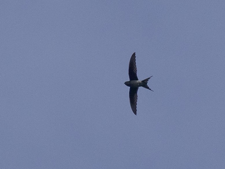 Gray-rumped Treeswift - Charmain Ang