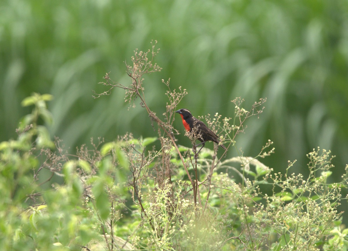 White-browed Meadowlark - Mariel Sanchez