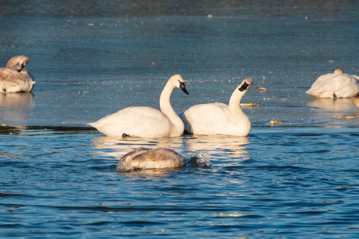 Cisne Trompetero - ML613847973