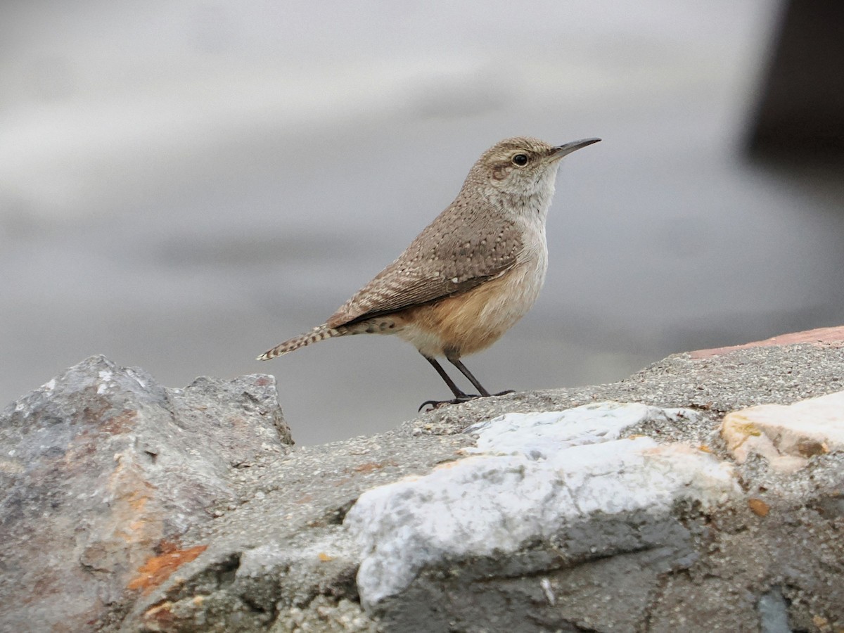 Rock Wren - ML613848009