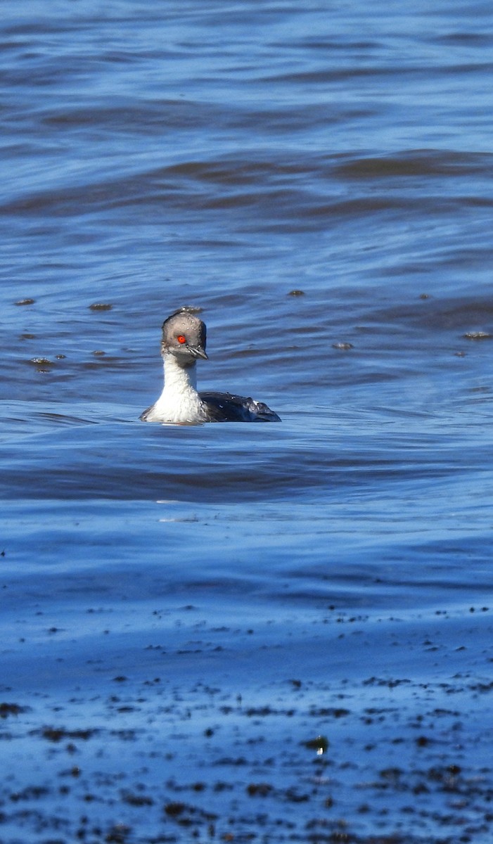 Silvery Grebe - Maria Lujan Solis