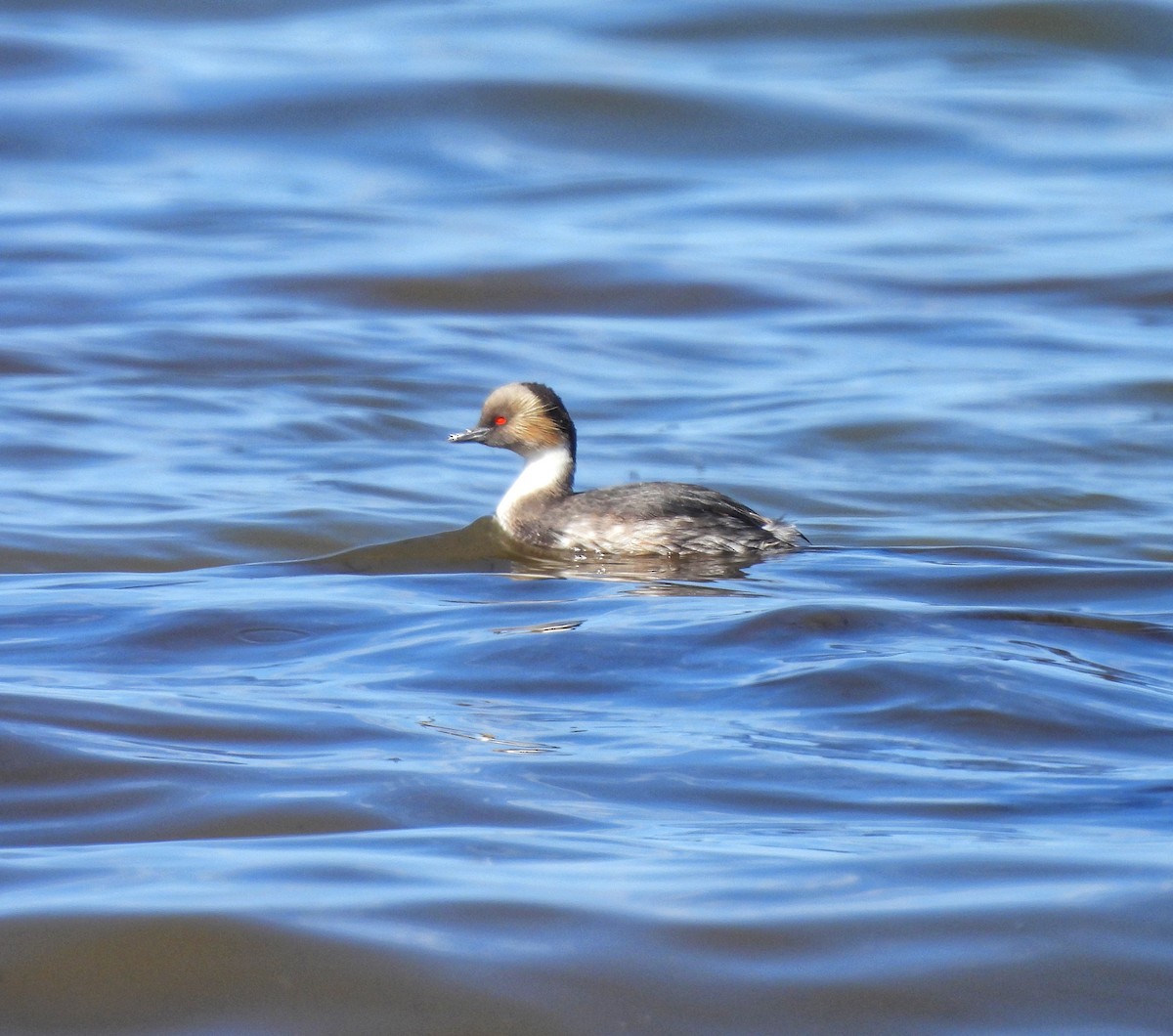 Silvery Grebe - Maria Lujan Solis