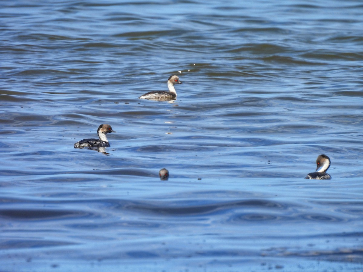 Silvery Grebe - Maria Lujan Solis