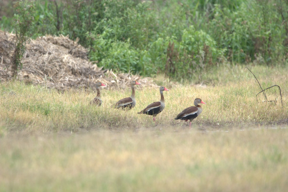 Black-bellied Whistling-Duck - Mariel Sanchez