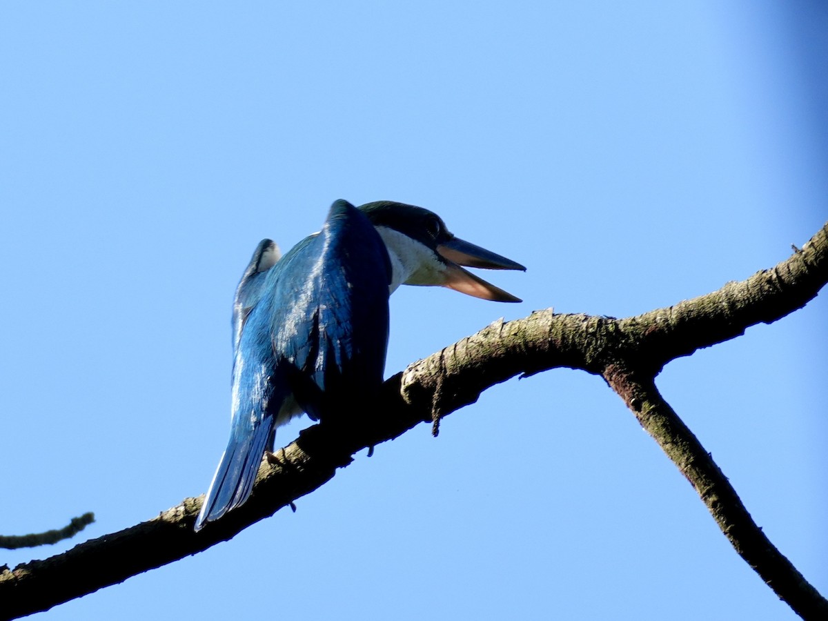 Collared Kingfisher - ML613848111