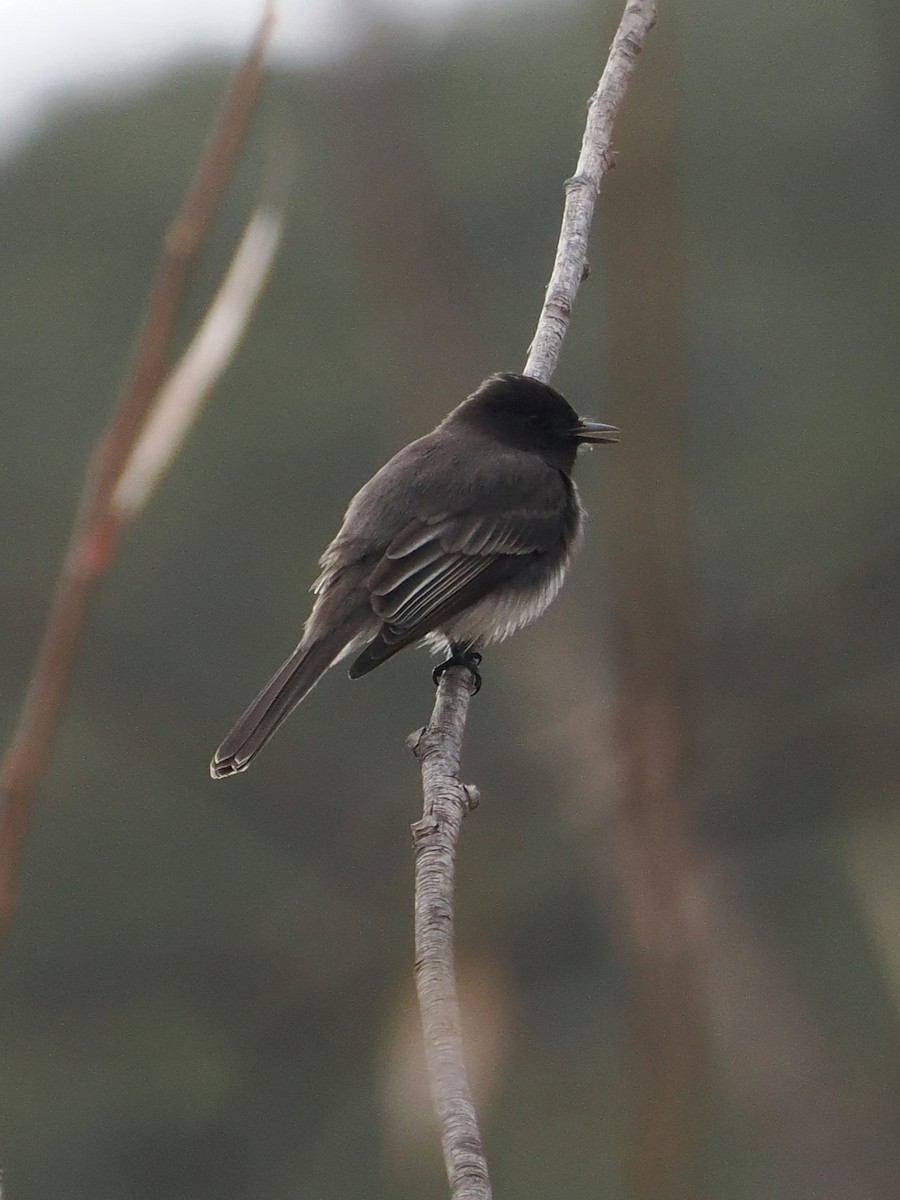 Black Phoebe - ML613848172