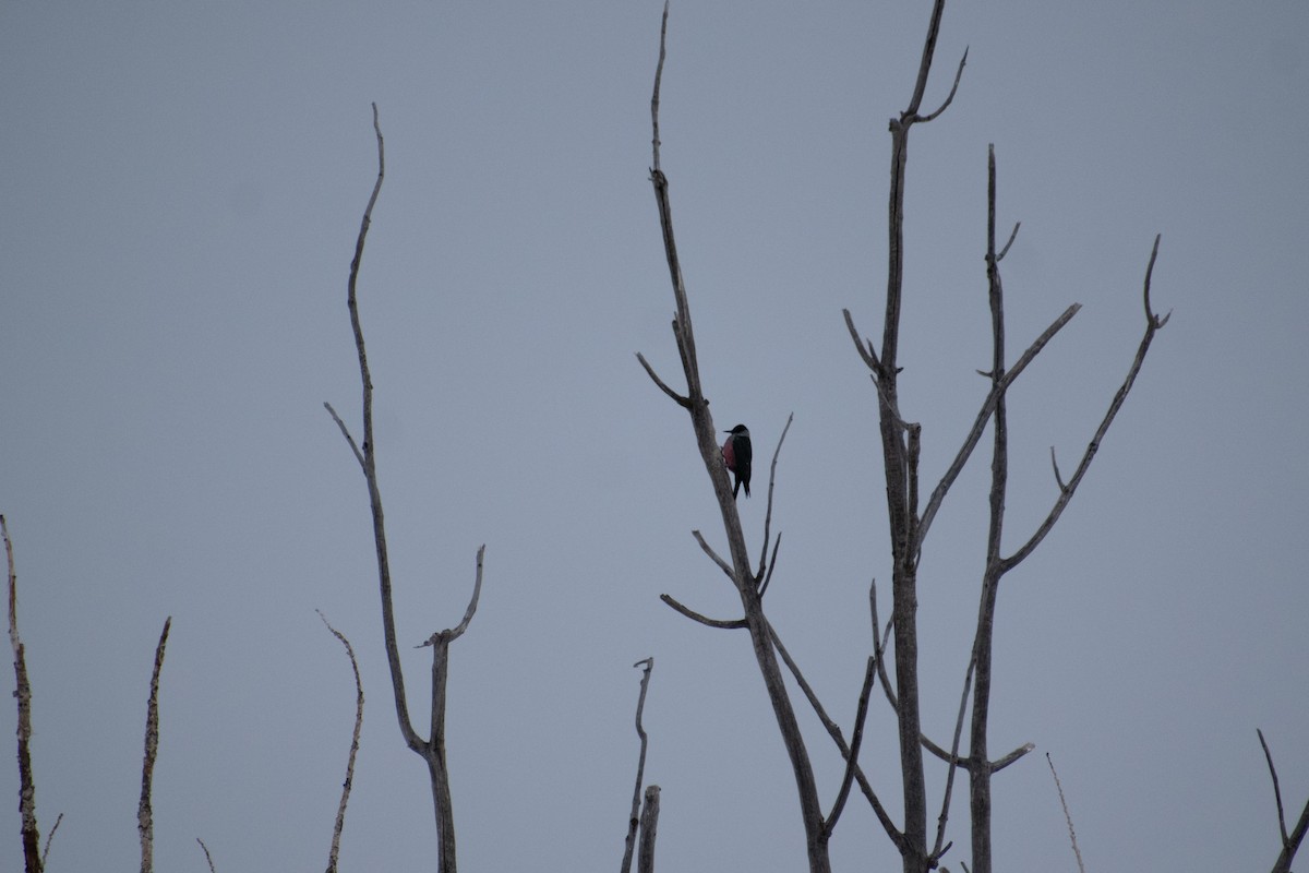 Lewis's Woodpecker - ML613848202