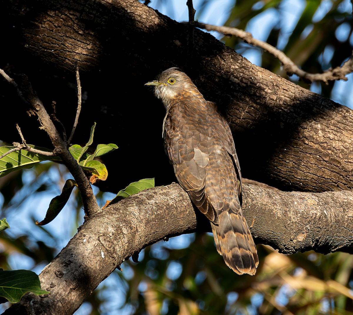 Common Hawk-Cuckoo - ML613848220