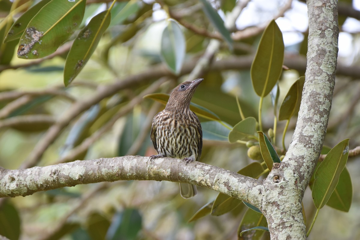 Australasian Figbird - ML613848229