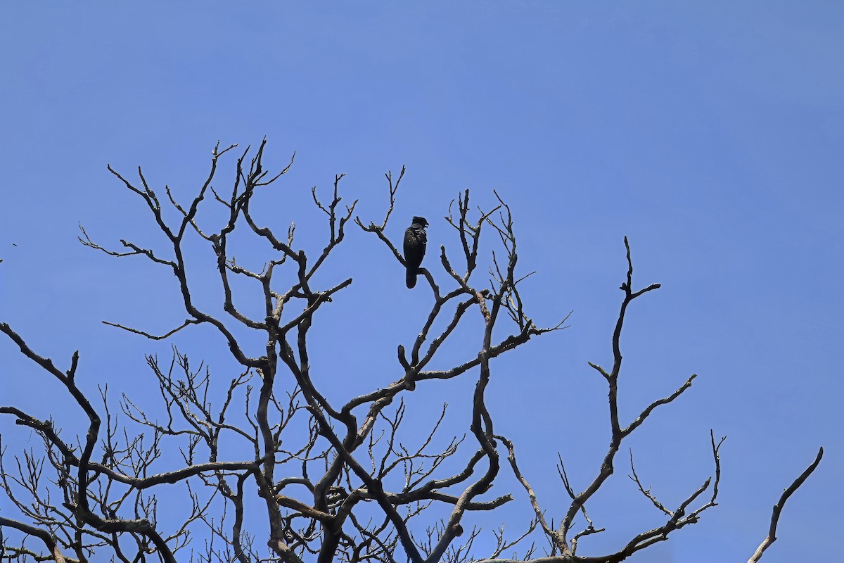 Black Caracara - ML613848232