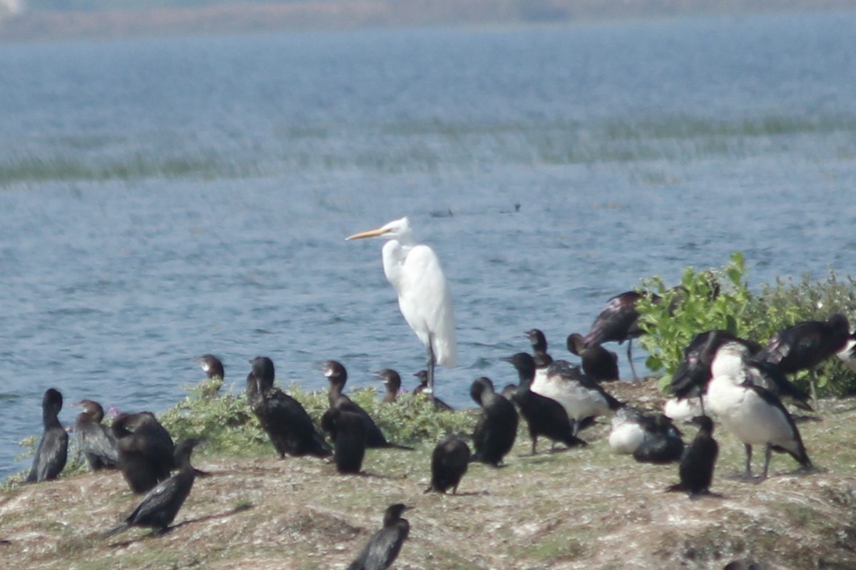 Great Egret - ML613848242