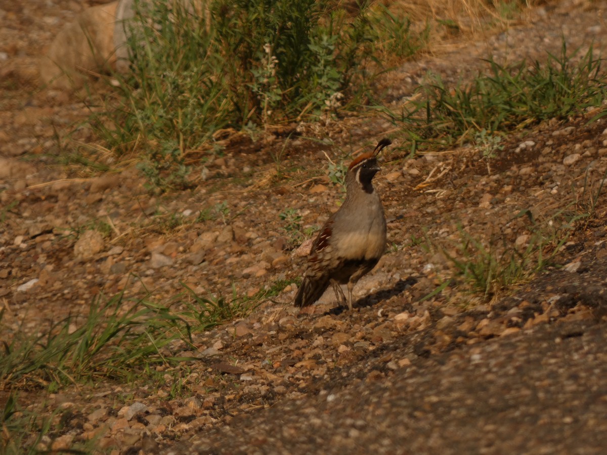 Gambel's Quail - ML613848272