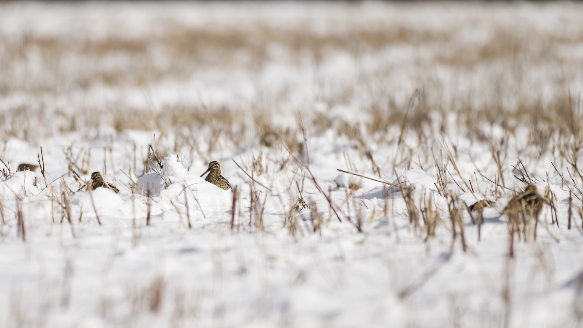 Wilson's Snipe - ML613848310