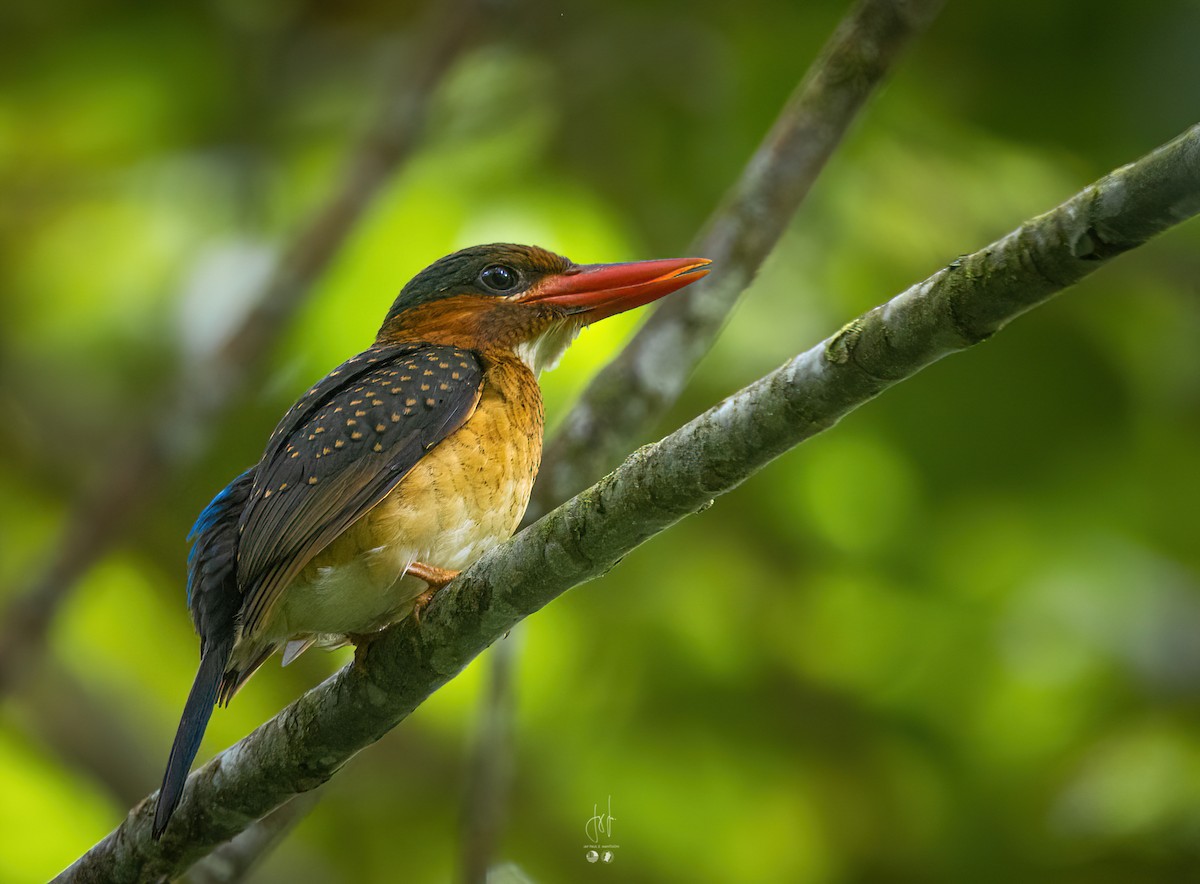Blue-capped Kingfisher - ML613848314