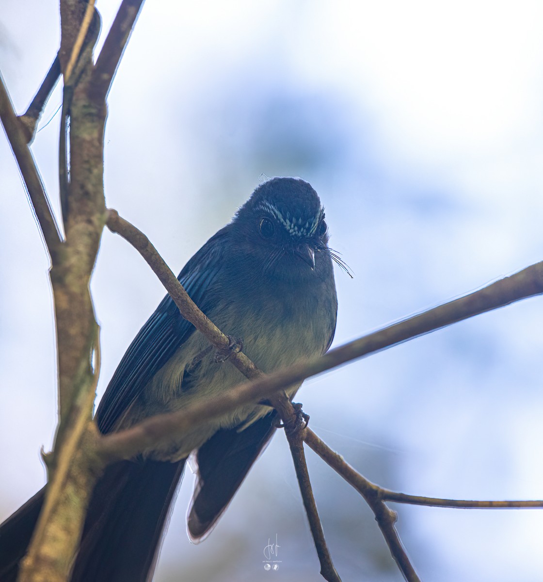 Mindanao Blue-Fantail - ML613848320