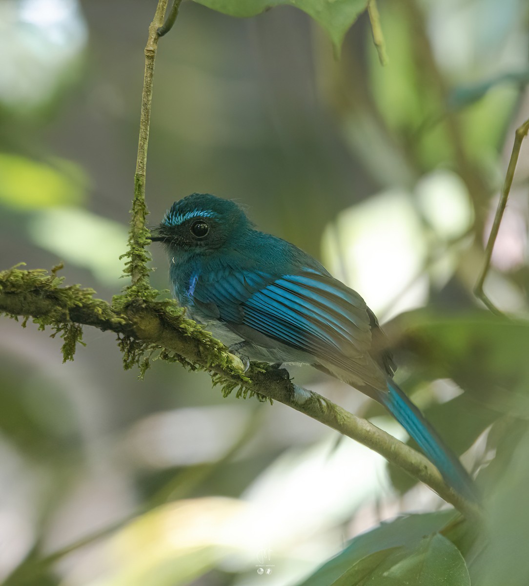 Mindanao Blue-Fantail - ML613848321