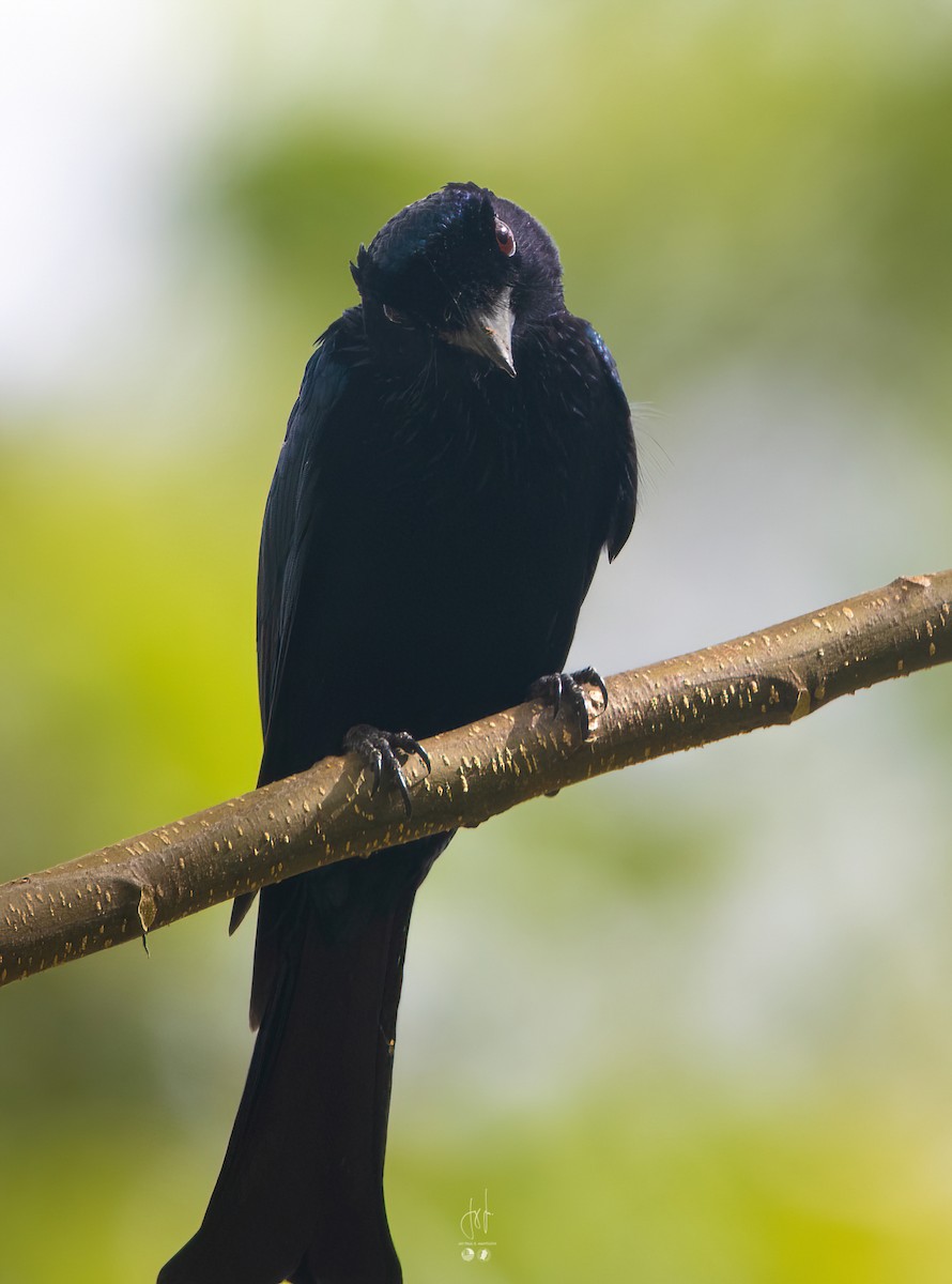 drongo sp. - ML613848323